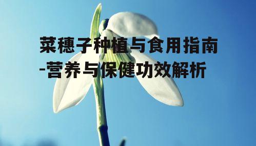 菜穗子种植与食用指南-营养与保健功效解析