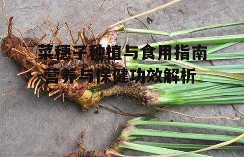 三、菜穗子的食用技巧