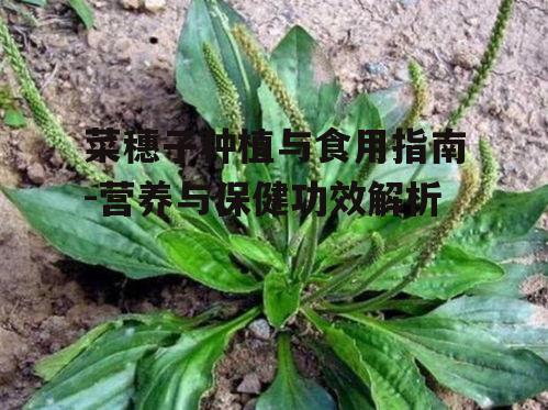四、菜穗子的保健功效