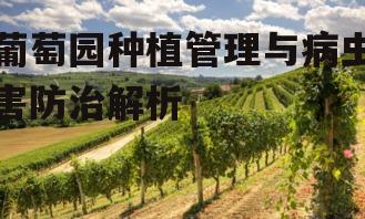 葡萄园种植管理与病虫害防治解析