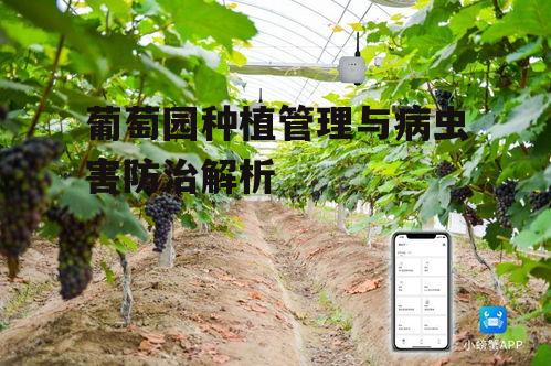 二、葡萄园的种植技术