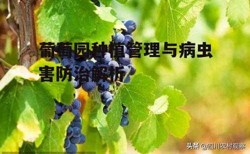 三、葡萄园的病虫害防治