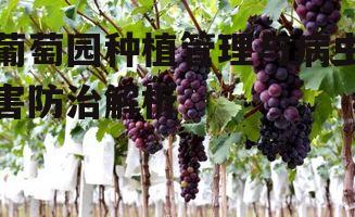 四、葡萄园的采摘与储存