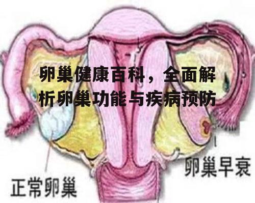 卵巢健康百科，全面解析卵巢功能与疾病预防