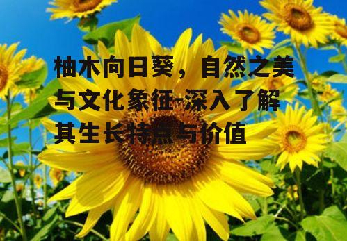 三、柚木向日葵的种植技巧