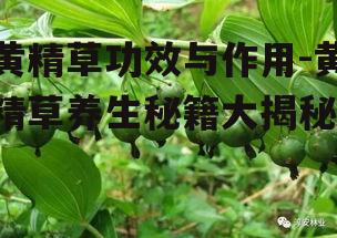四、如何选择优质黄精草