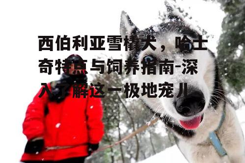 西伯利亚雪橇犬，哈士奇特点与饲养指南-深入了解这一极地宠儿