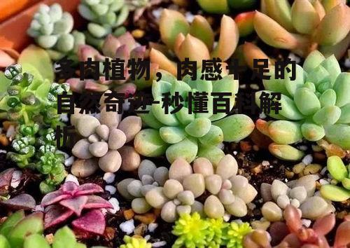 多肉植物，肉感十足的自然奇迹-秒懂百科解析