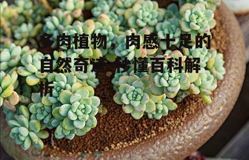 二、多肉植物的生长环境