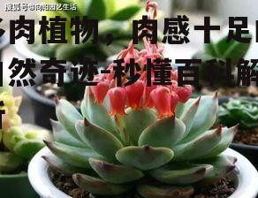 三、多肉植物的繁殖方式