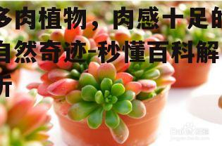 四、多肉植物的养护要点