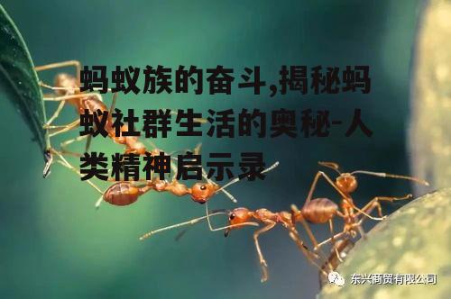 三、蚂蚁的协作精神
