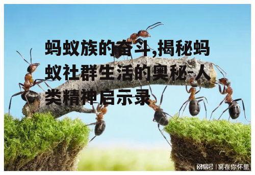 四、蚂蚁的适应能力