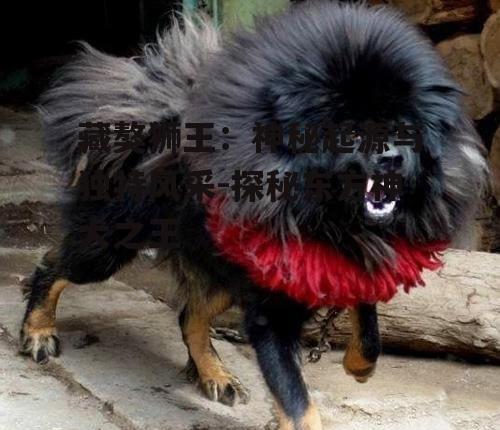 二、藏獒狮王的外貌特征