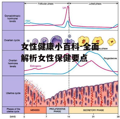 女性健康小百科-全面解析女性保健要点