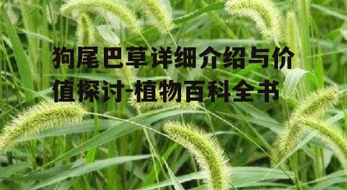 二、狗尾巴草的药用价值
