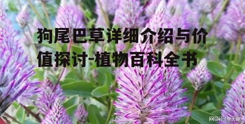 三、狗尾巴草的观赏价值