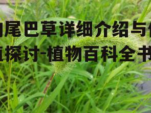 四、狗尾巴草的生态作用