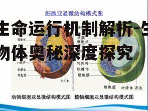 生命运行机制解析-生物体奥秘深度探究