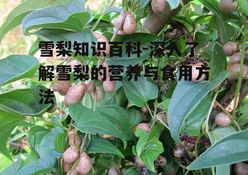 雪梨知识百科-深入了解雪梨的营养与食用方法