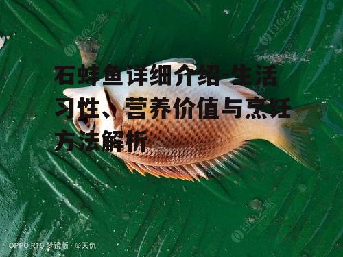 四、石蚌鱼的烹饪技巧
