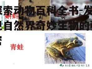 四、两栖与爬行动物的秘密生活