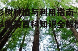 杉树种植与利用指南-杉唯美百科知识全解析