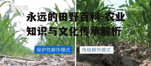 二、传统耕作方法