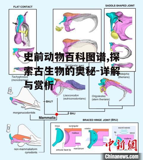 四、史前哺乳动物的演化历程
